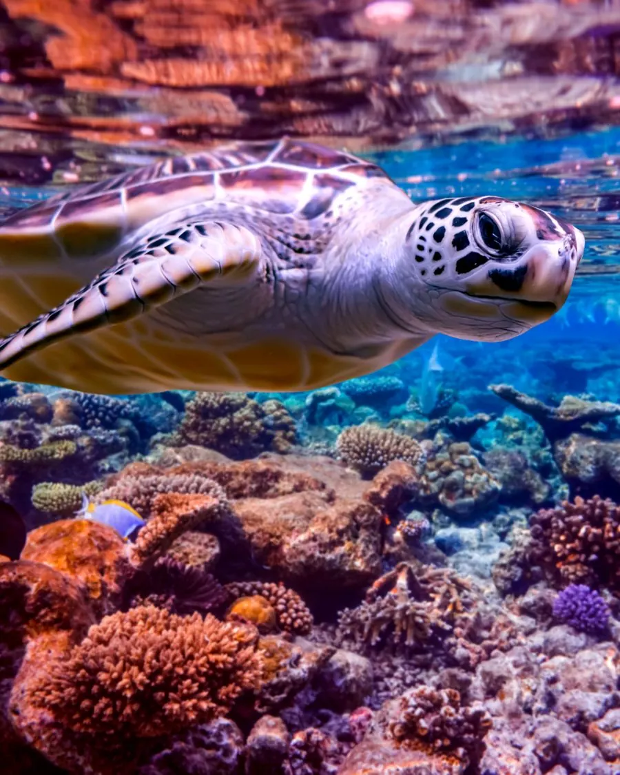 A green turtle gliding over a shallow coral reef