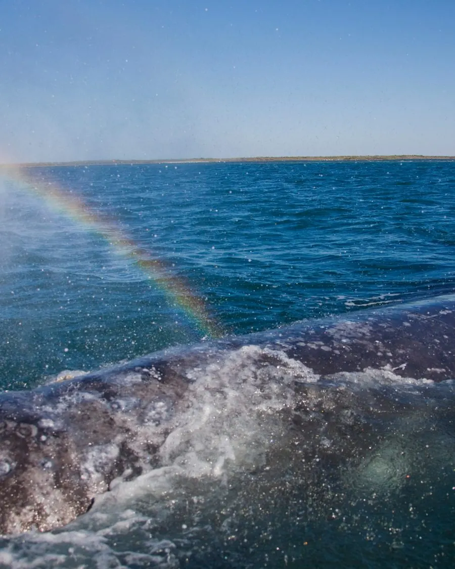 A whale surfacing close to shore, its blow catching the light as a rainbow