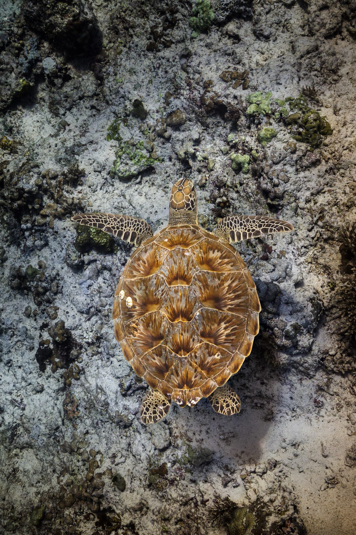 A turtle resting on the rocky ocean floor, seen from above